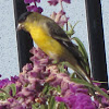 Lesser Goldfinch ("Arkansas" form)