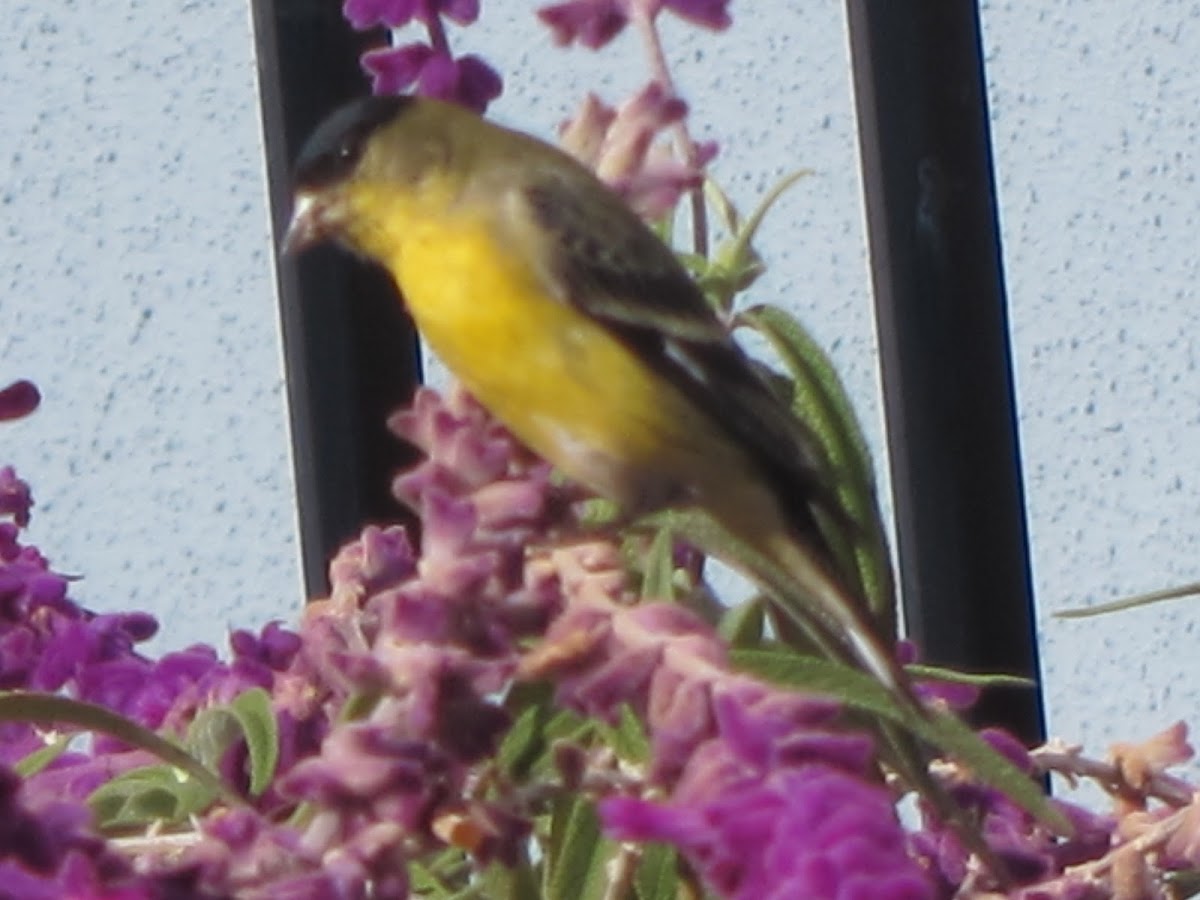 Lesser Goldfinch ("Arkansas" form)