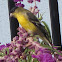 Lesser Goldfinch ("Arkansas" form)