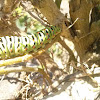 Old World Swallowtail Caterpillar