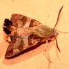 African Hummingbird moth