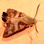 African Hummingbird moth