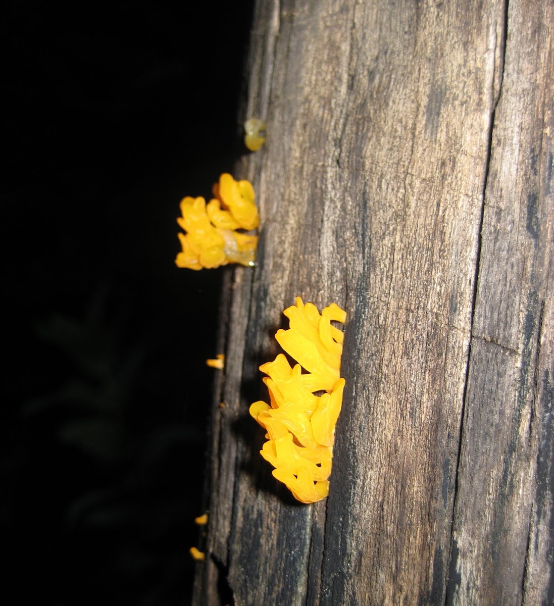 Yellow mushroom or Jelly fungus