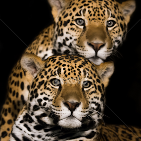 Jaguar Pair II by Abeselom Zerit - Animals Lions, Tigers & Big Cats