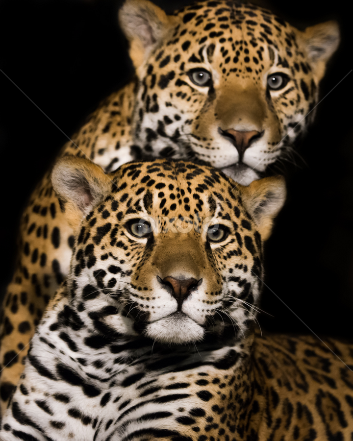 Jaguar Pair II by Abeselom Zerit - Animals Lions, Tigers & Big Cats