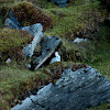 Mountain hare