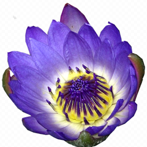 Flowers For Mom Game.apk 1.0