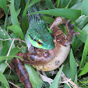 Green parrot snake
