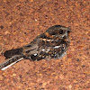 White-tailed Nightjar