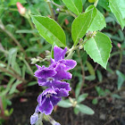 Golden Dew Drop(Skyflower, Pigeon Berry, Brazilian Sky Flower)