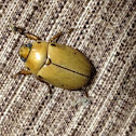 Grapevine beetle