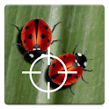 Real Ladybug LWP logo