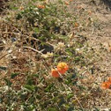 Globemallow