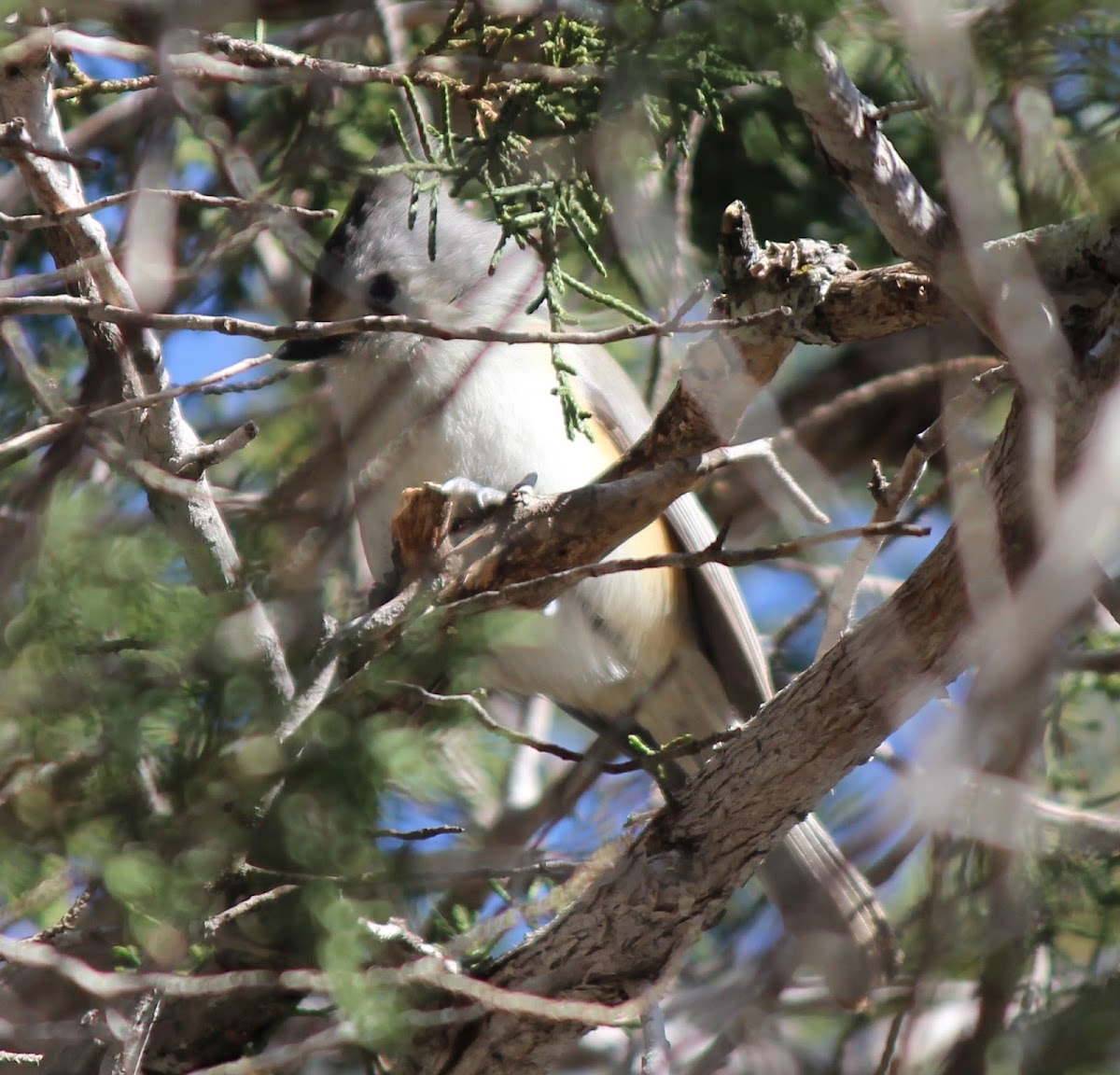 Black-crested Titmouse