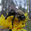 Carpenter Bee (male)