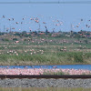 Lesser flamingos of Kamfer's Dam