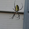 Yellow Garden Spider