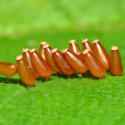 Assassin Bug Eggs