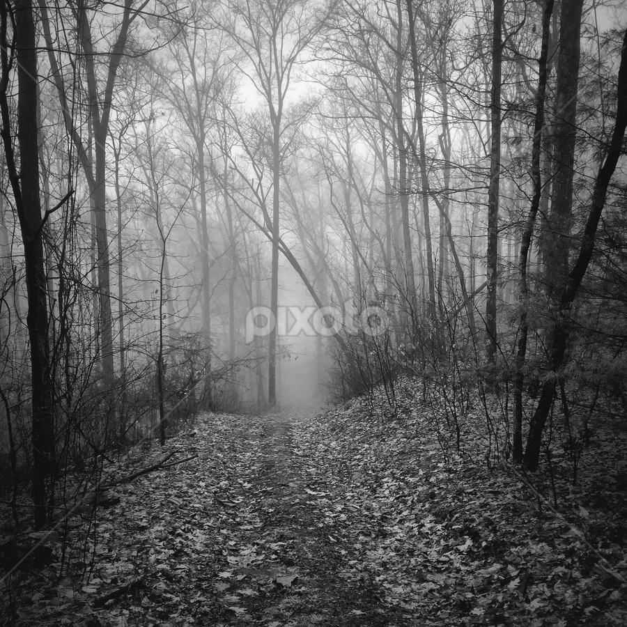 Central Trail Fog, 2015.01.04 by Aaron Campbell - Instagram & Mobile iPhone
