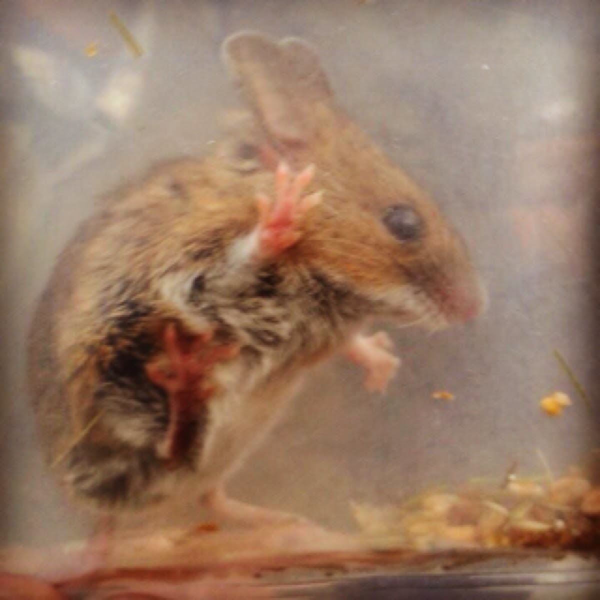 Wood Mouse