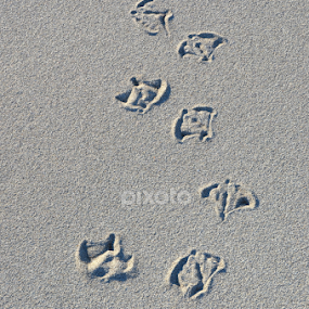 Seagull Footprints by Kathleen Koehlmoos - Nature Up Close Sand
