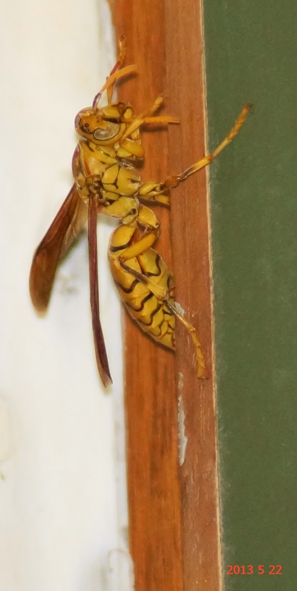 Yellow Paper Wasp