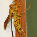 Yellow Paper Wasp