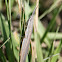 Horned Grasshopper