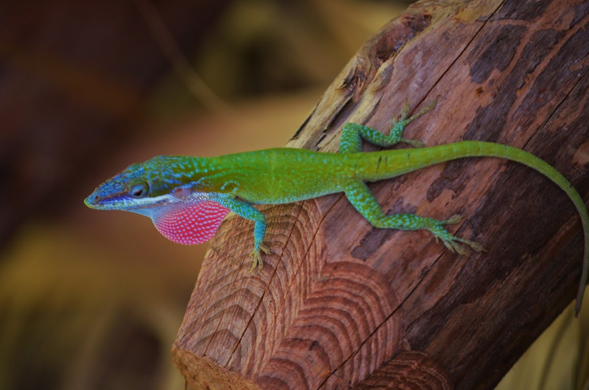 Blue-headed Anole