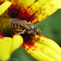 Sweat Bee - female