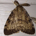Gypsy moth (male)