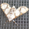 Fig Pyralid Moth