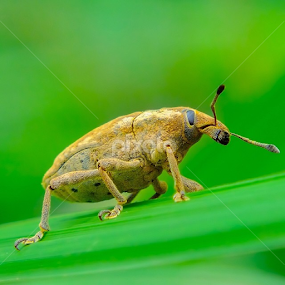 makroan dulu sambil nunggu cuaca cerah  by Wiwid Widya Apriyadi - Animals Insects & Spiders