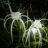 Spider lily...