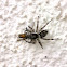 Unidentified Jumping Spider