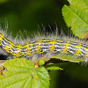 Buff-tip Moth Caterpillar