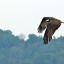 Osprey in flight (male)
