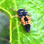 Asian Multicolored Lady Beetle