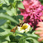 Unknown Butterfly Rabble