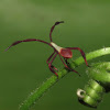 Leaf-fotted bug nymph