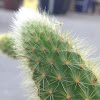 Golden Rat Tail Cactus