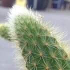 Golden Rat Tail Cactus