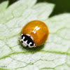 Polished Lady Beetle