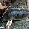 Florida Leatherleaf Slug