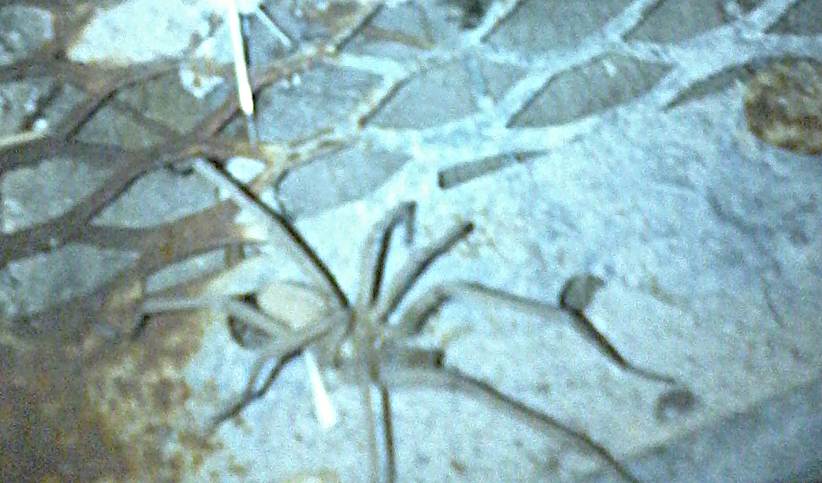Brown Recluse (Violin Spider)