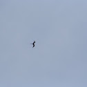 Magnificant Frigatebird