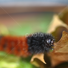 by Judee Schofield - Nature Up Close Other Natural Objects