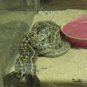 checkered garter snake