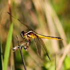 Needham's Skimmer Dragonfly