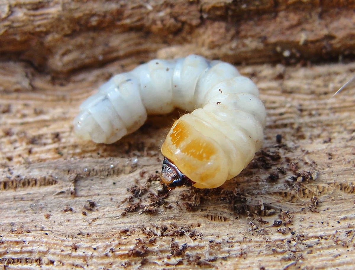 Wood boring beetle grub